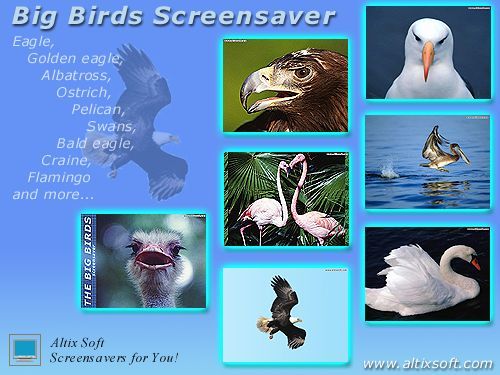 Big Birds Screensaver Screenshot